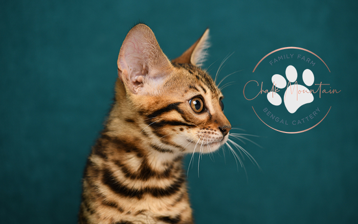 Bengal kitten for sale